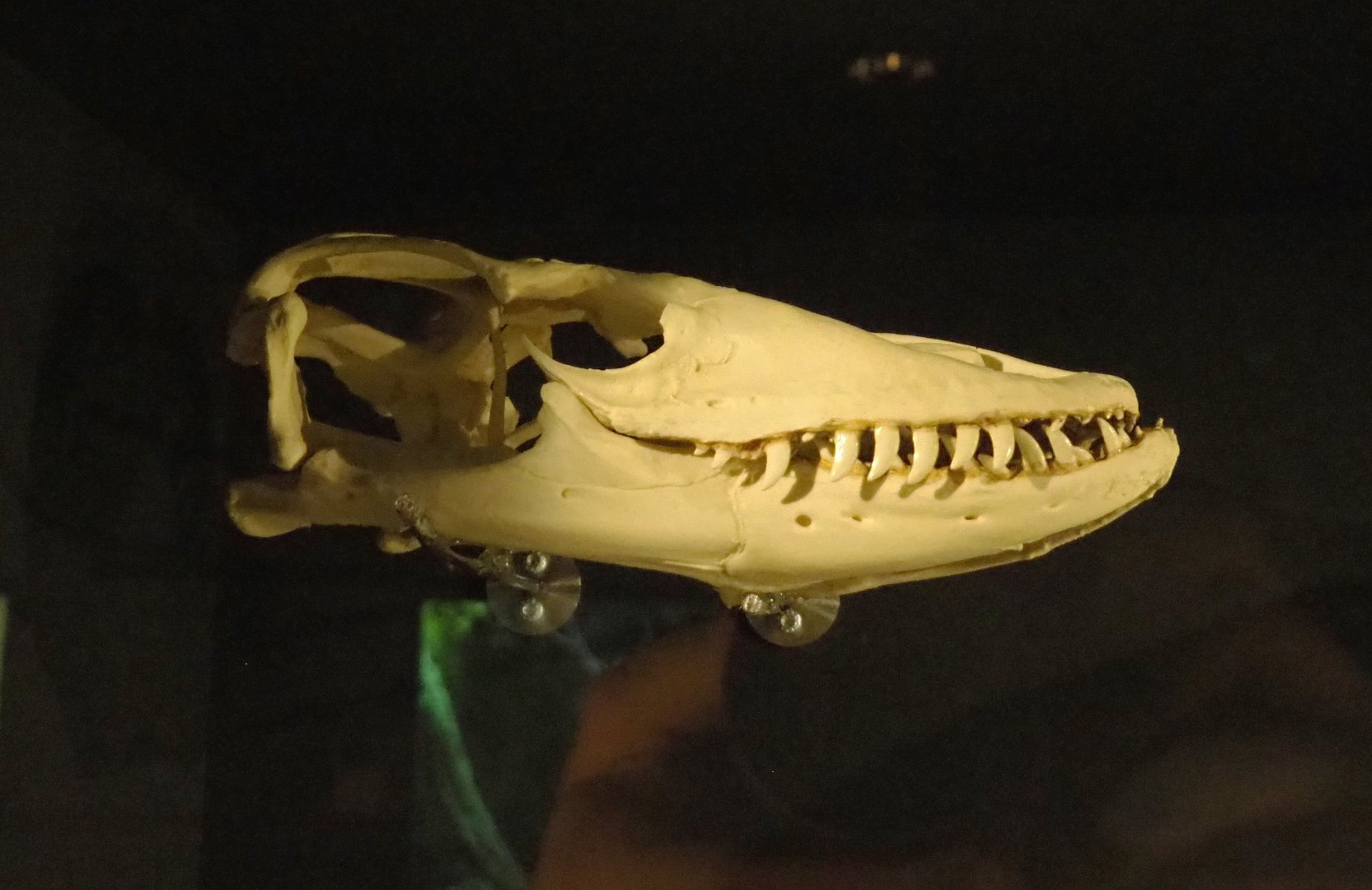 Komodo dragon skull (Varanus komodoensis), 2021-07-17