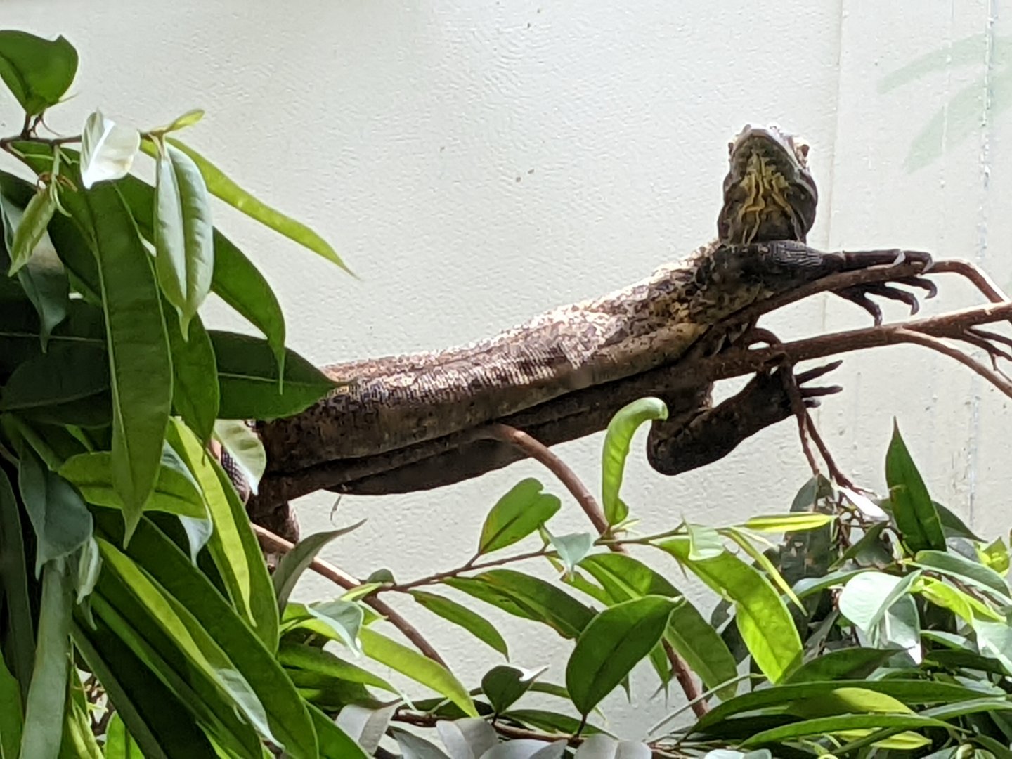 Komodo dragon (small)