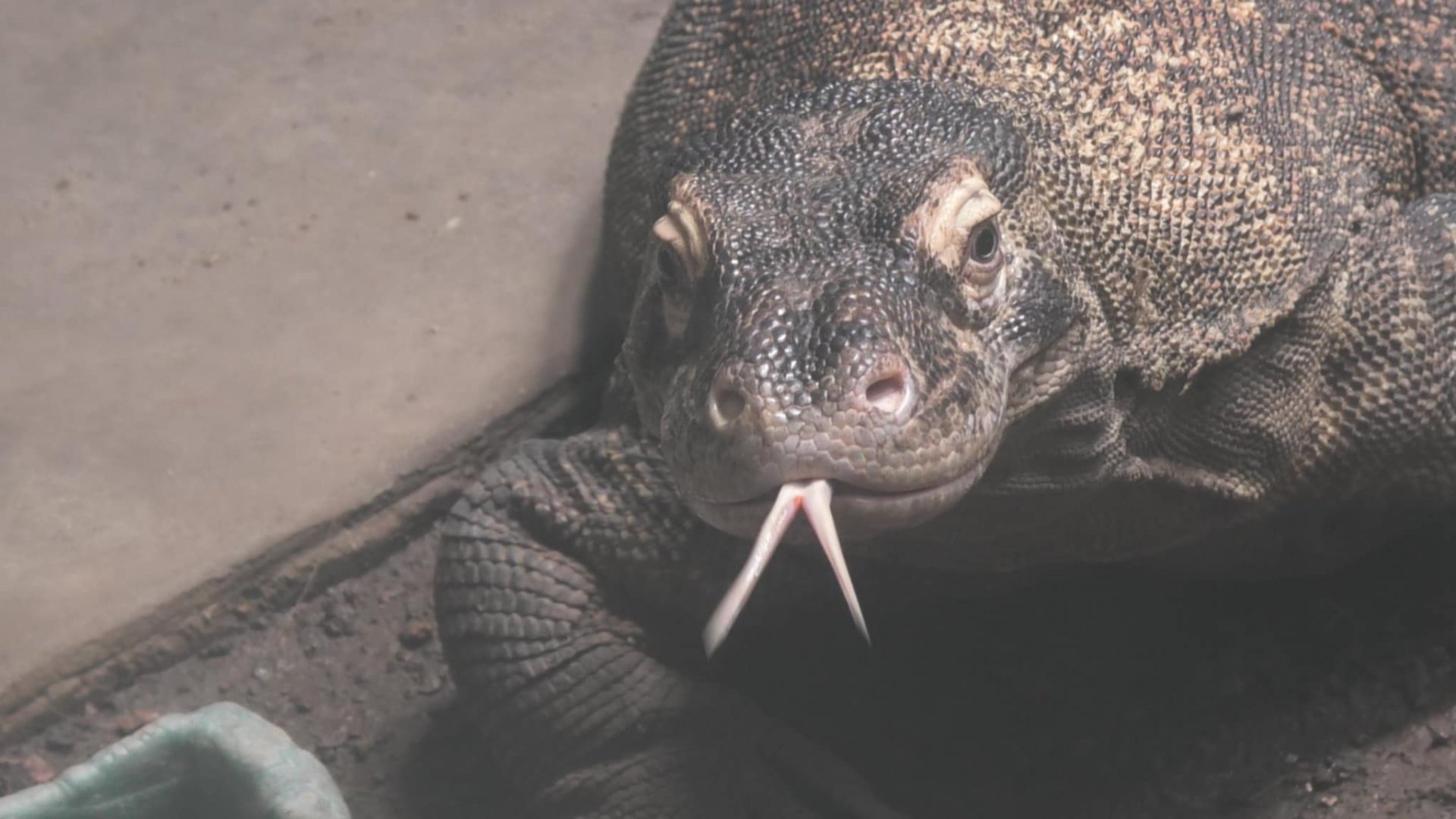 Komodo dragon stick it's tongue out