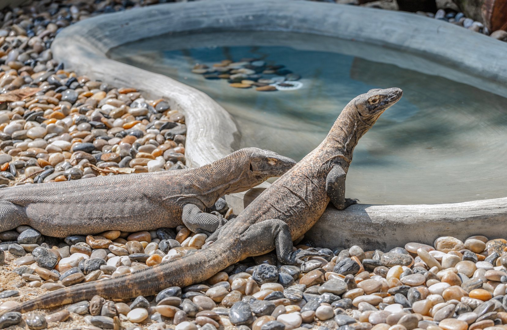 Komodo dragon (subadult)