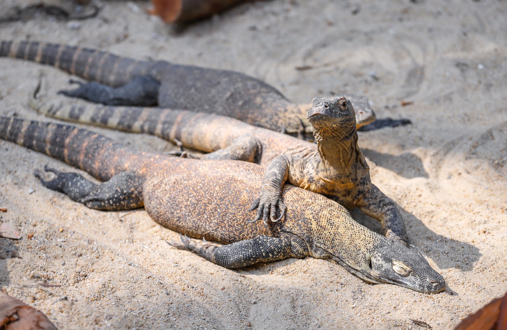 Komodo dragon (subadult)