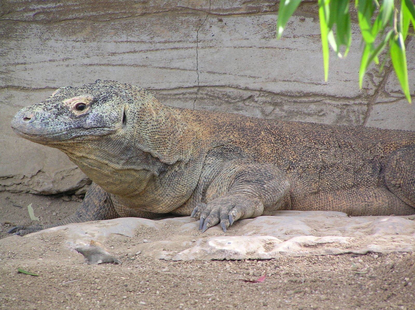Komodo dragon - Taronga 05