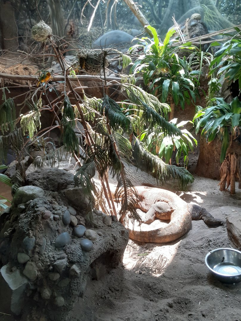 Komodo Dragon/Taveta Golden Weavers