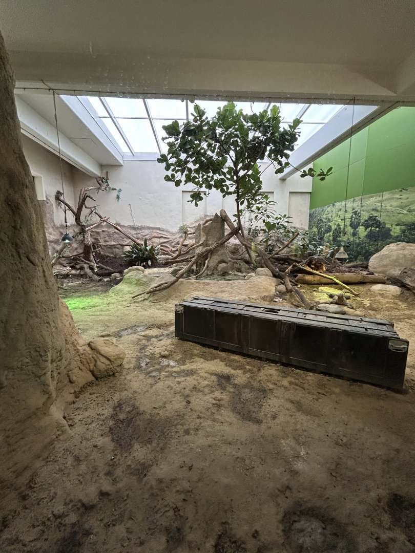 Komodo dragon terrarium