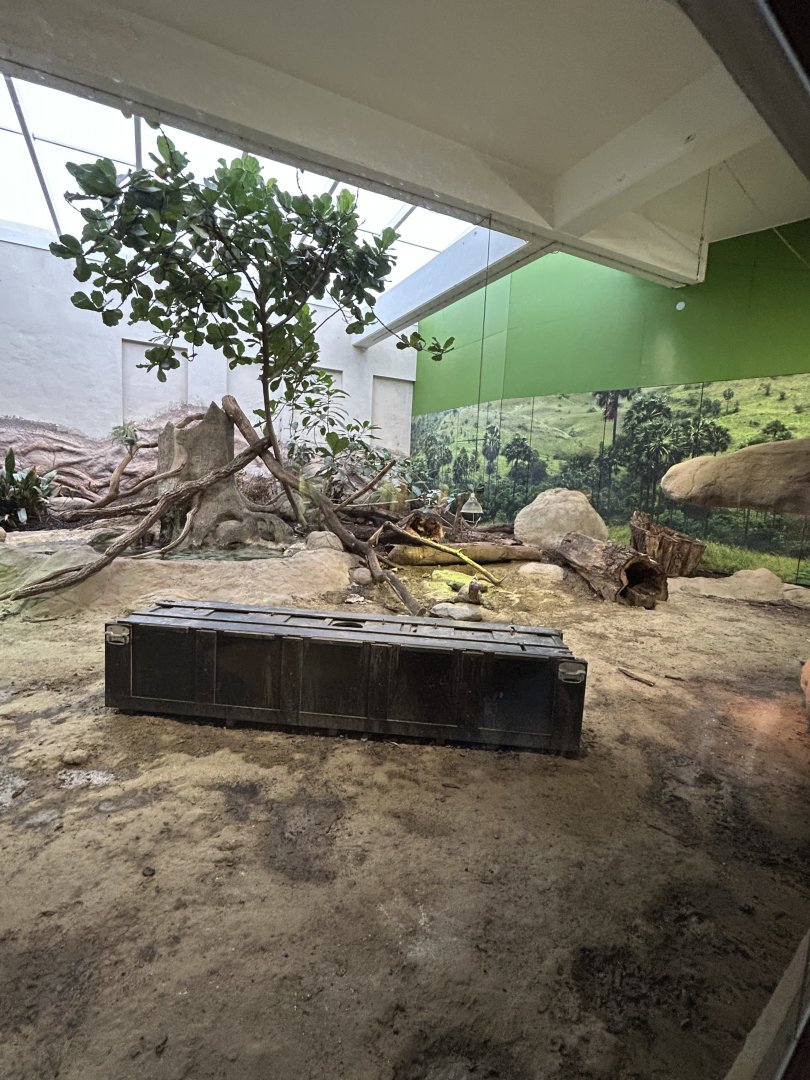 Komodo dragon terrarium