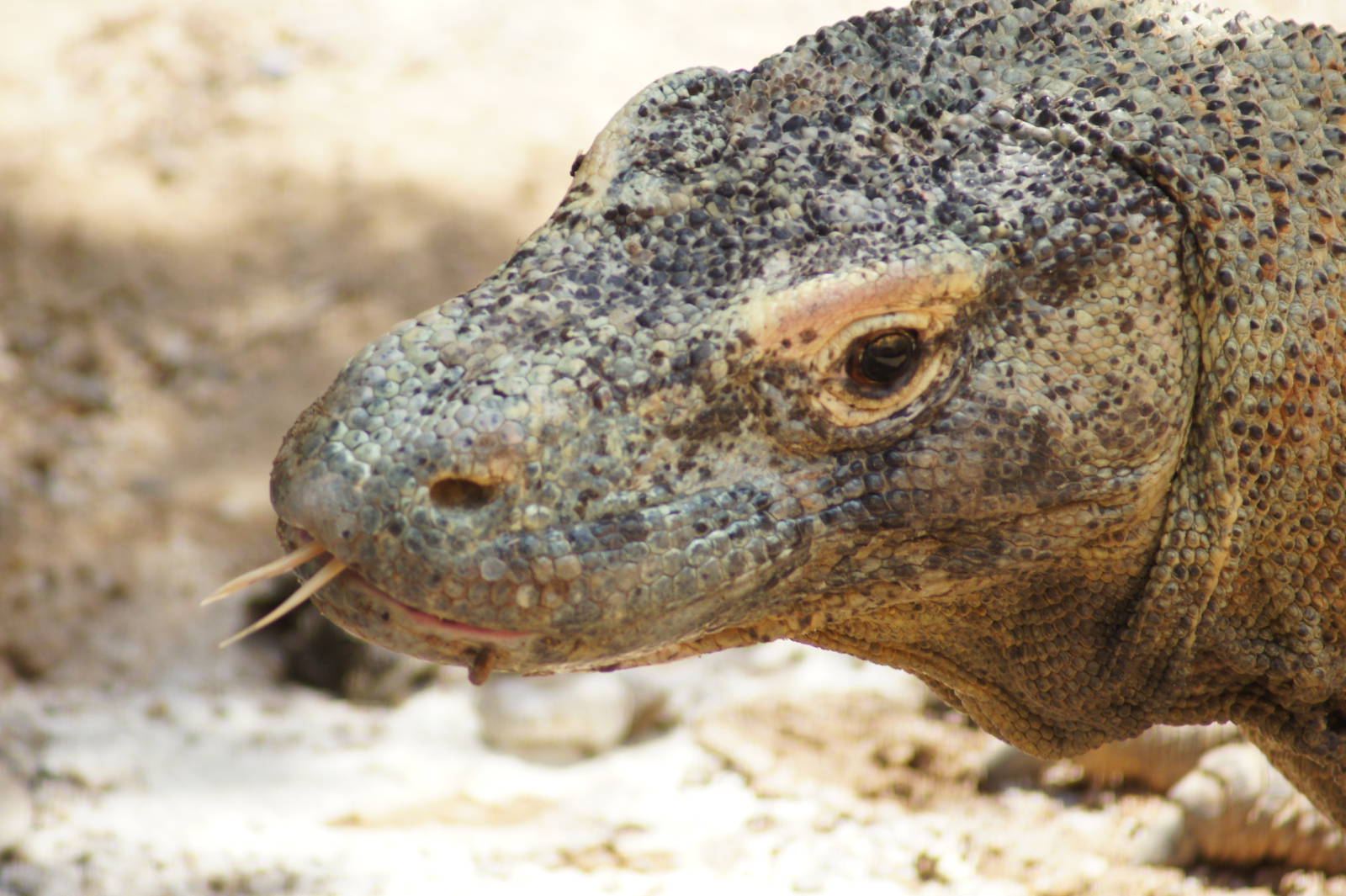 Komodo Dragon 'Tuka'