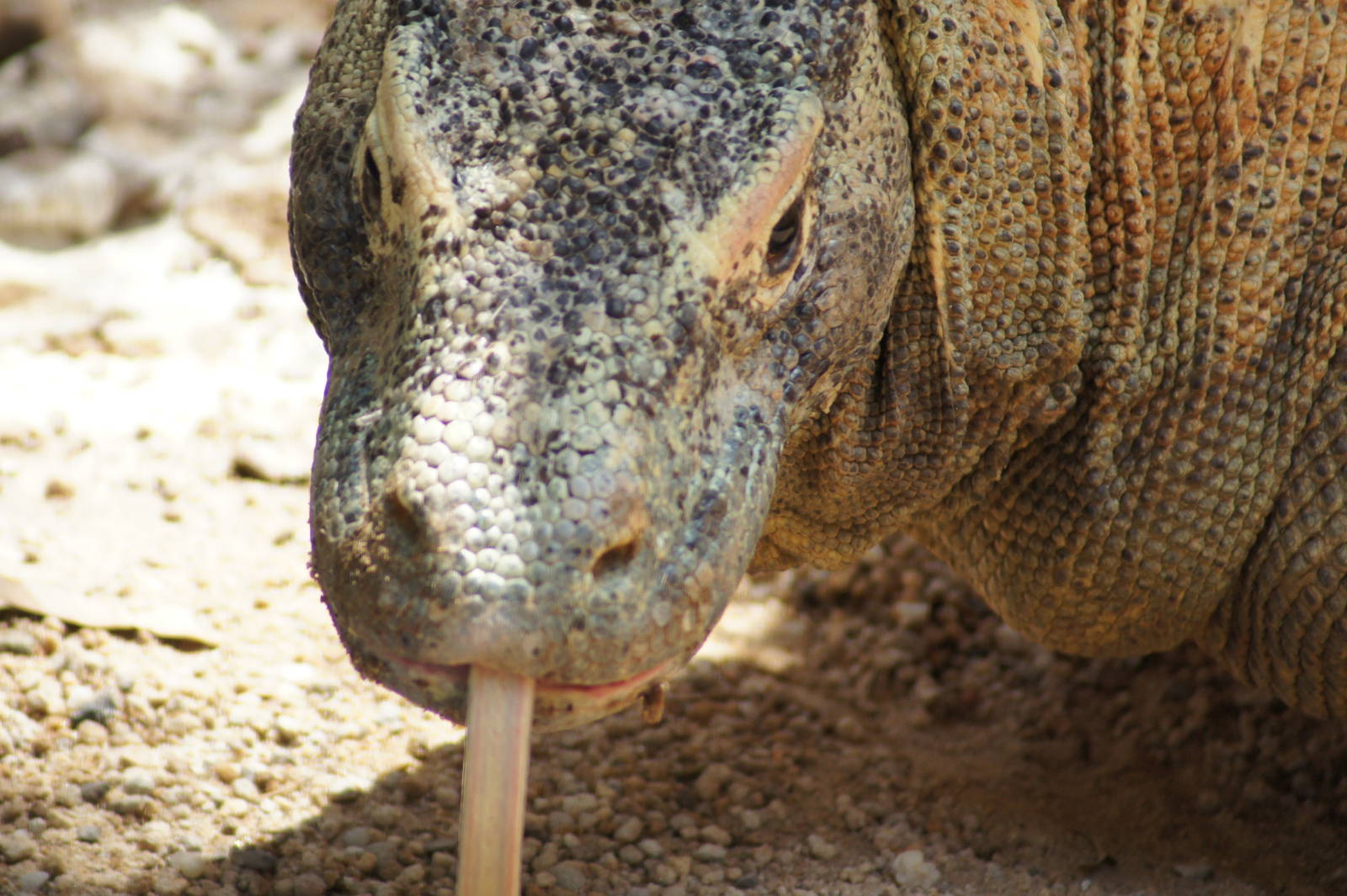 Komodo Dragon 'Tuka'