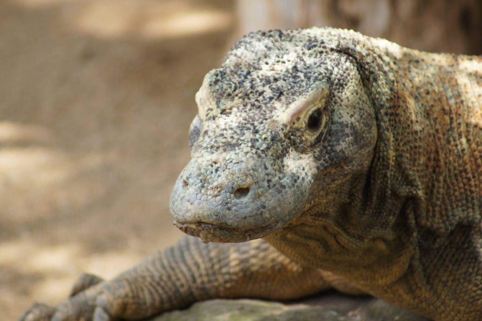 Komodo Dragon 'Tuka'