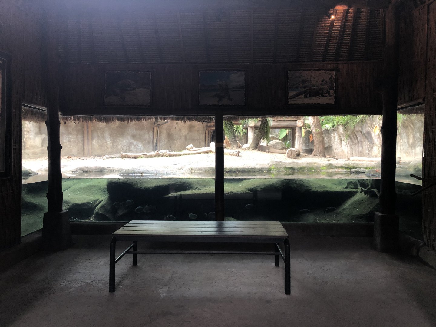 Komodo Dragon Underwater Viewing