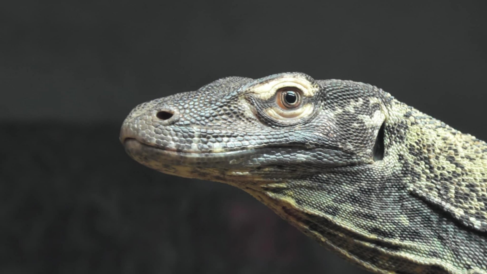 Komodo dragon upclose shot