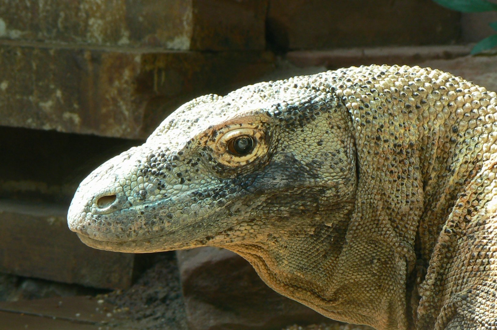Komodo dragon upclose