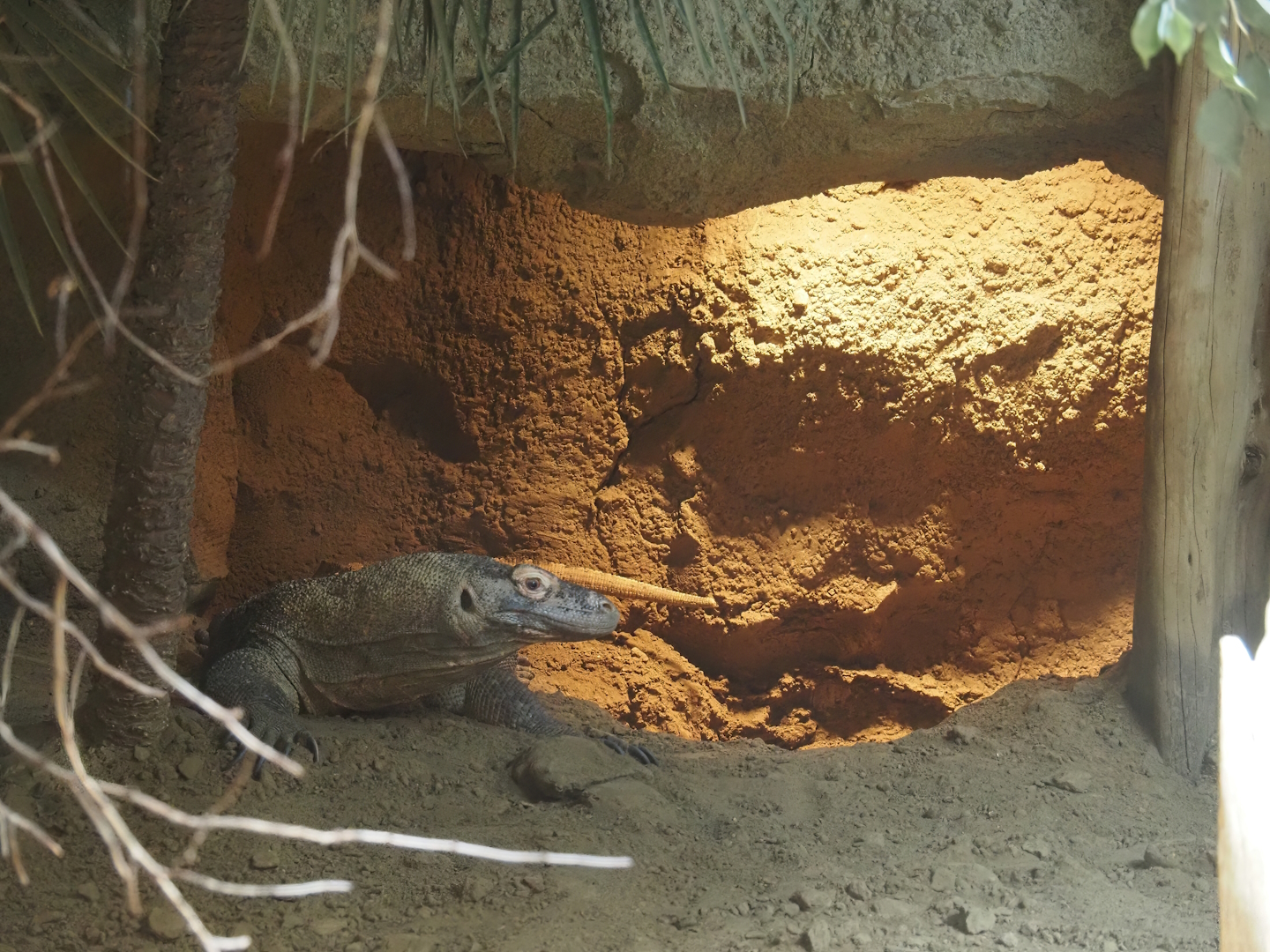 Komodo dragon (Varanus komodensis) den, 2024-06-30