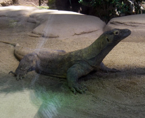 Komodo Dragon (Varanus komodensis)