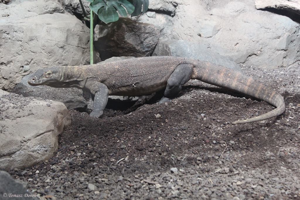 Komodo Dragon (Varanus komodensis)