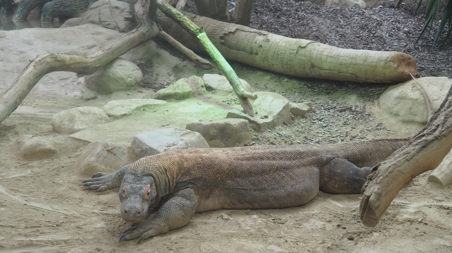 Komodo dragon (Varanus komodoensis), 2019-04-20
