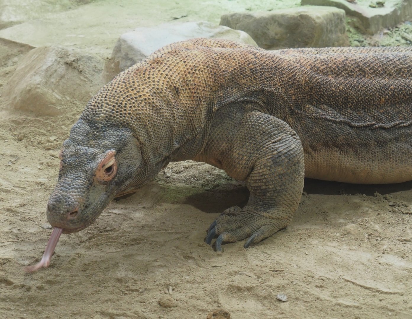 Komodo dragon (Varanus komodoensis), 2019-04-20