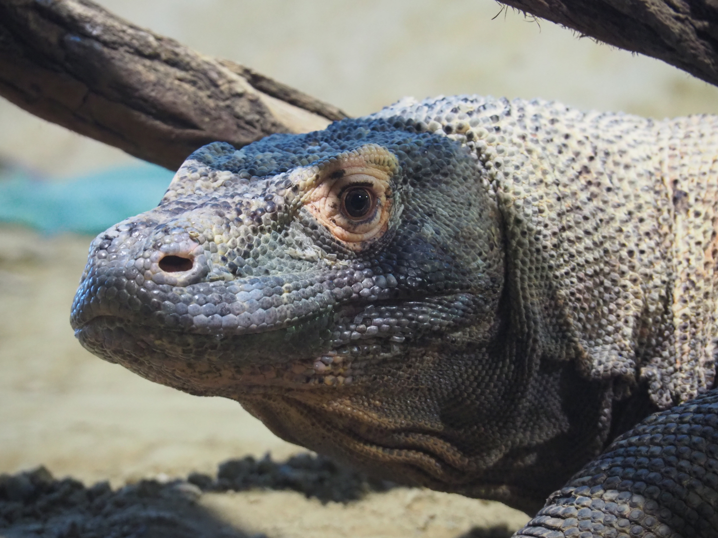 Komodo dragon (Varanus komodoensis), 2019-12-30