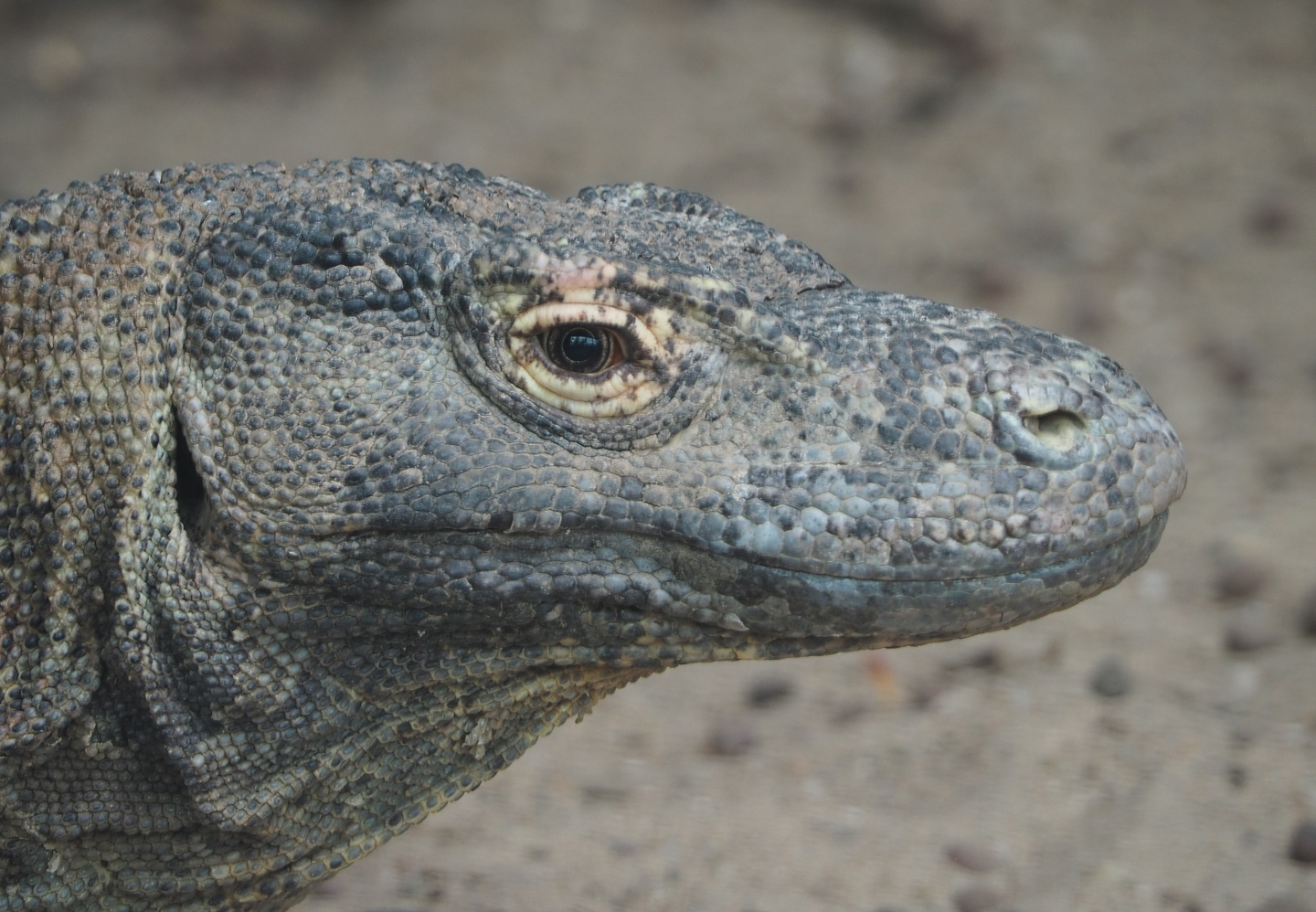 Komodo dragon (Varanus komodoensis), 2020-09-02