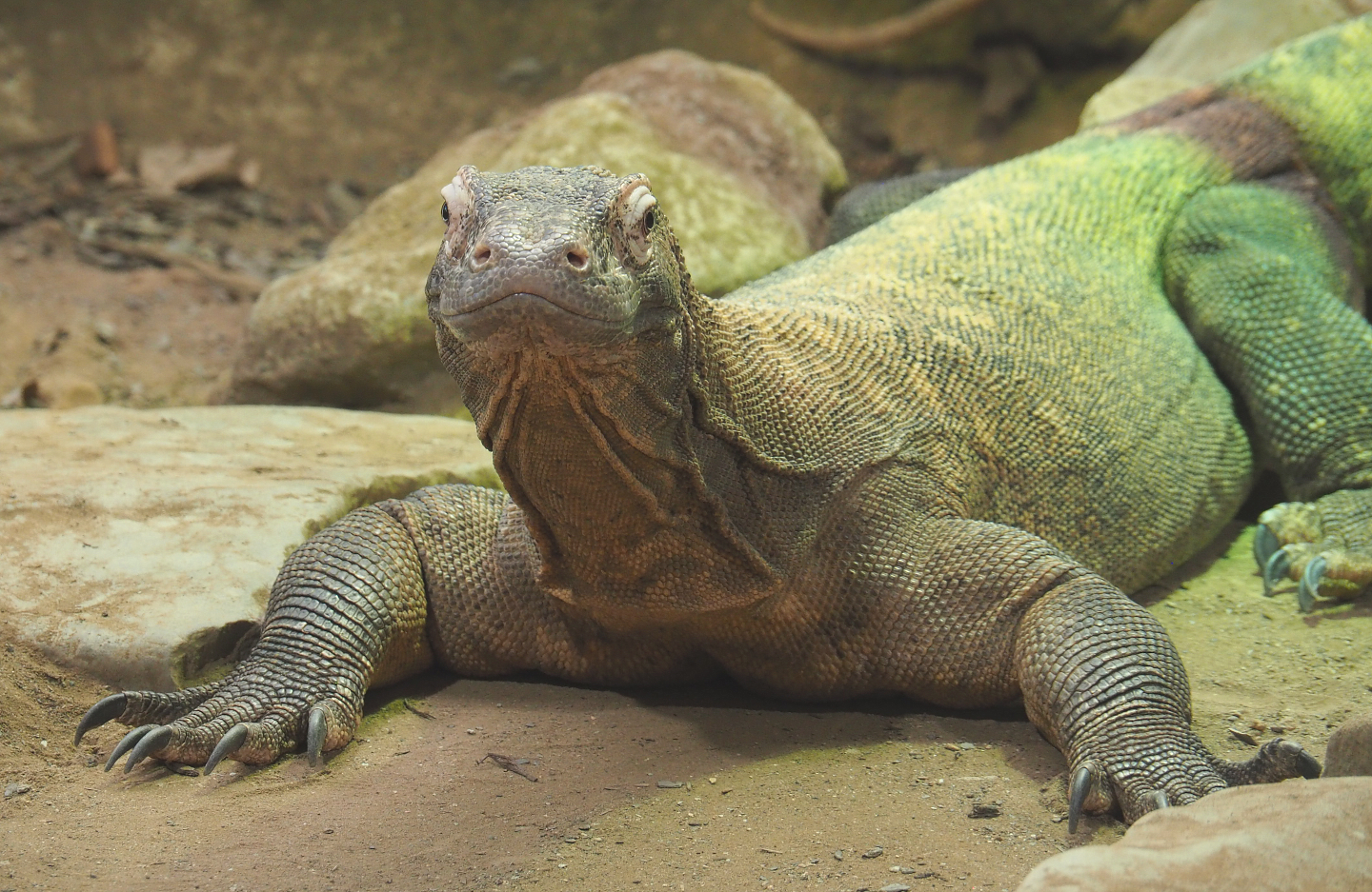 Komodo dragon (Varanus komodoensis), 2020-09-20
