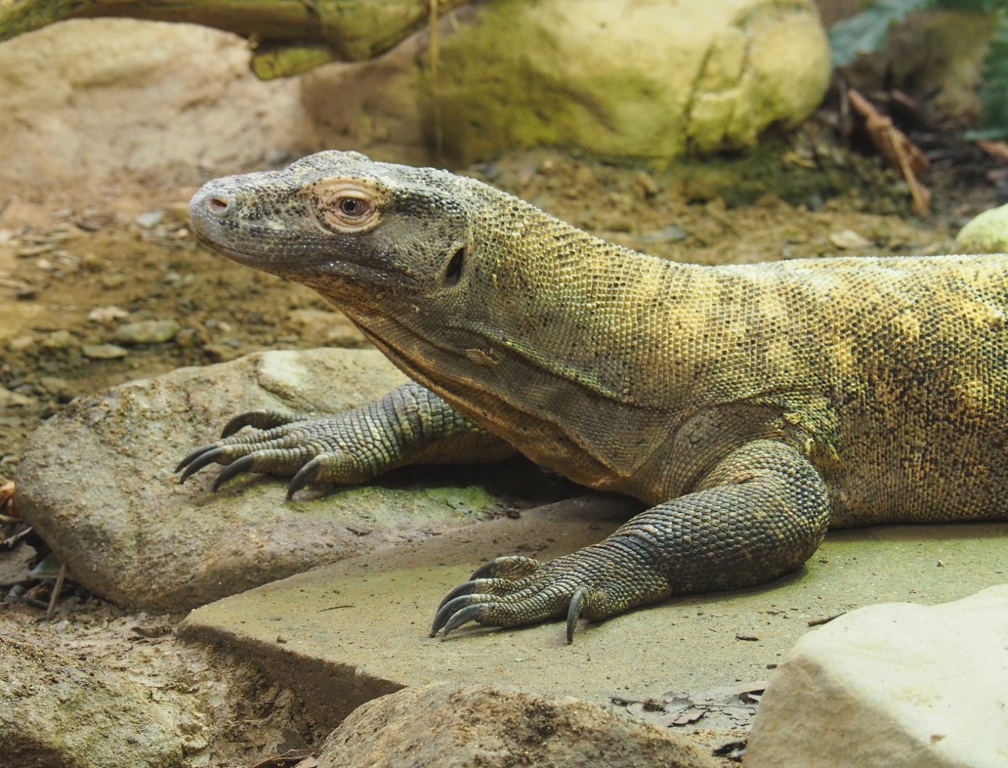 Komodo dragon (Varanus komodoensis), 2021-06-12