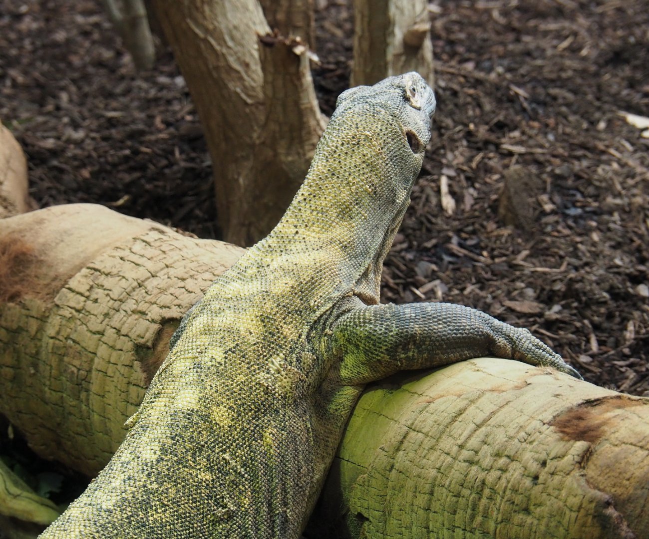 Komodo dragon (Varanus komodoensis), 2021-07-17