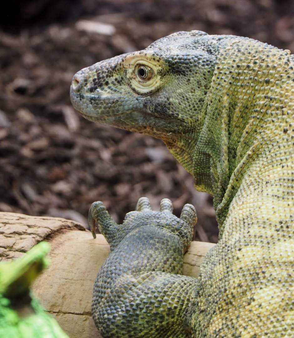 Komodo dragon (Varanus komodoensis), 2021-07-17