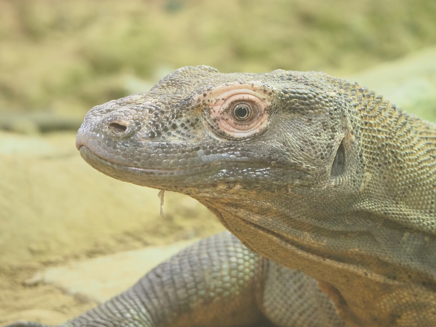 Komodo dragon (Varanus komodoensis), 2022-03-16