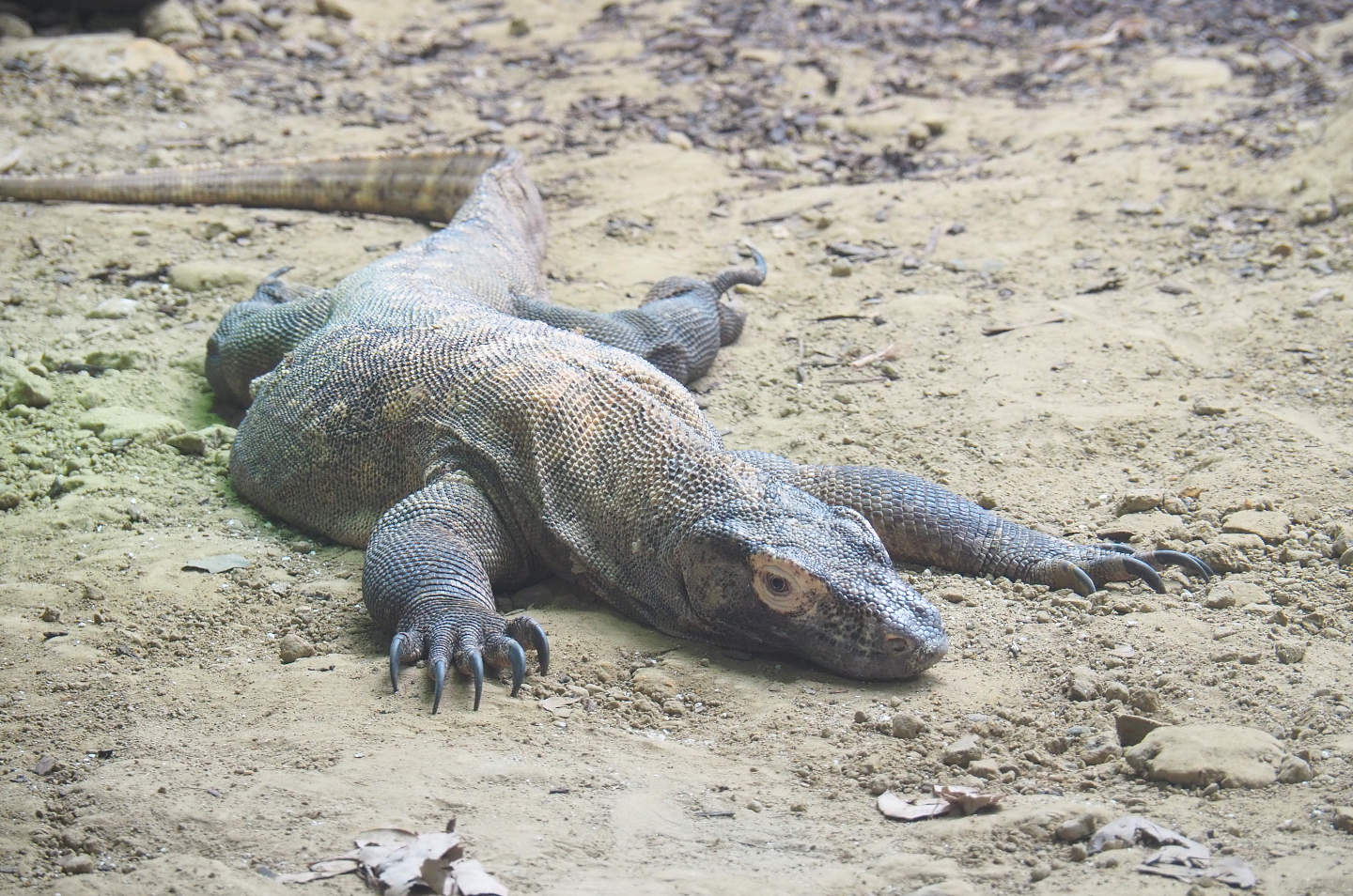 Komodo dragon (Varanus komodoensis), 2022-05-26