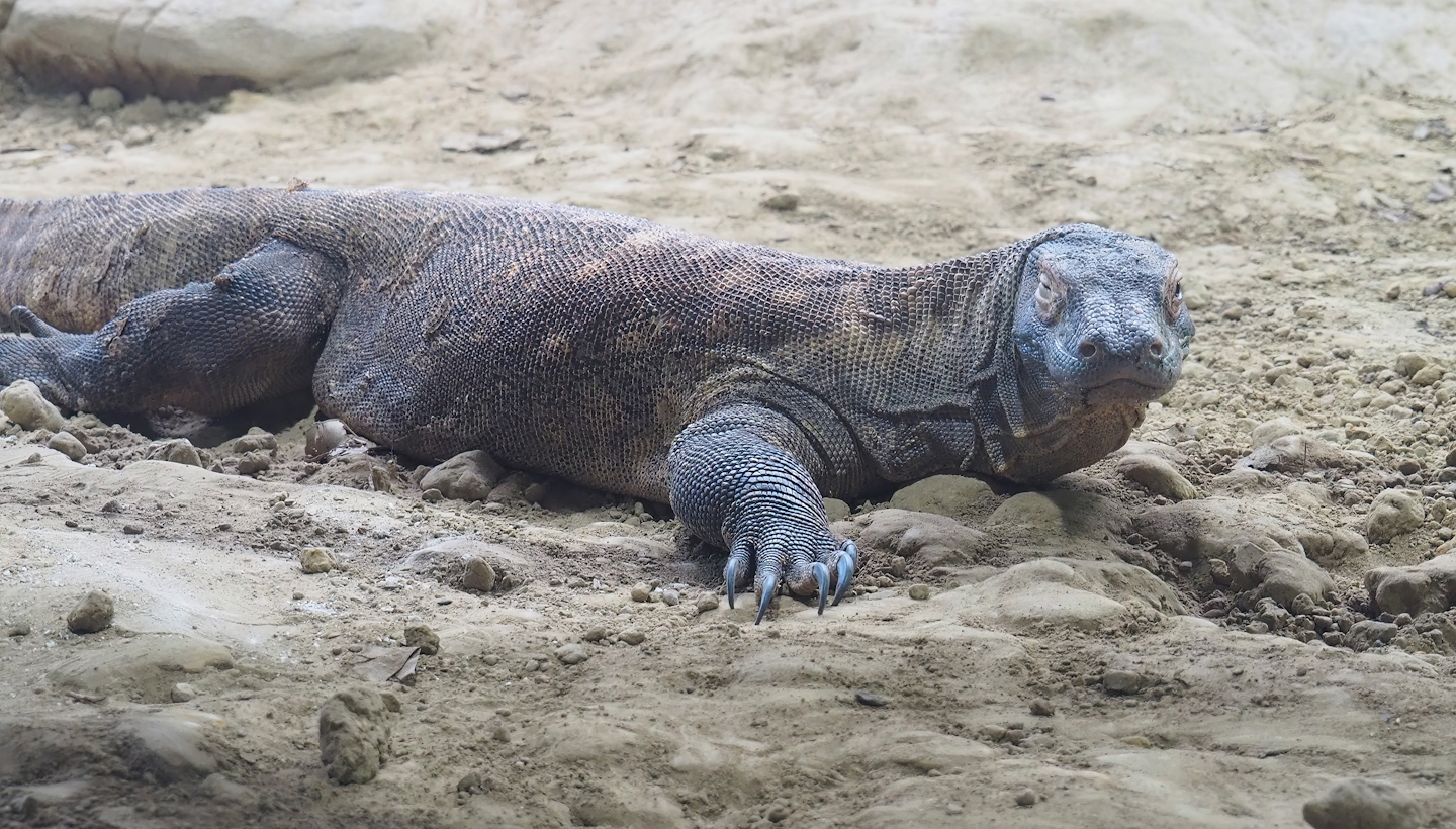 Komodo dragon (Varanus komodoensis), 2022-08-16