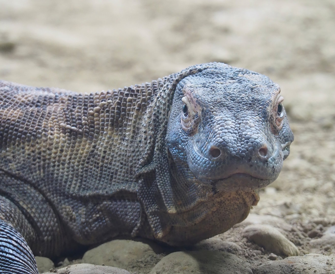 Komodo dragon (Varanus komodoensis), 2022-08-16