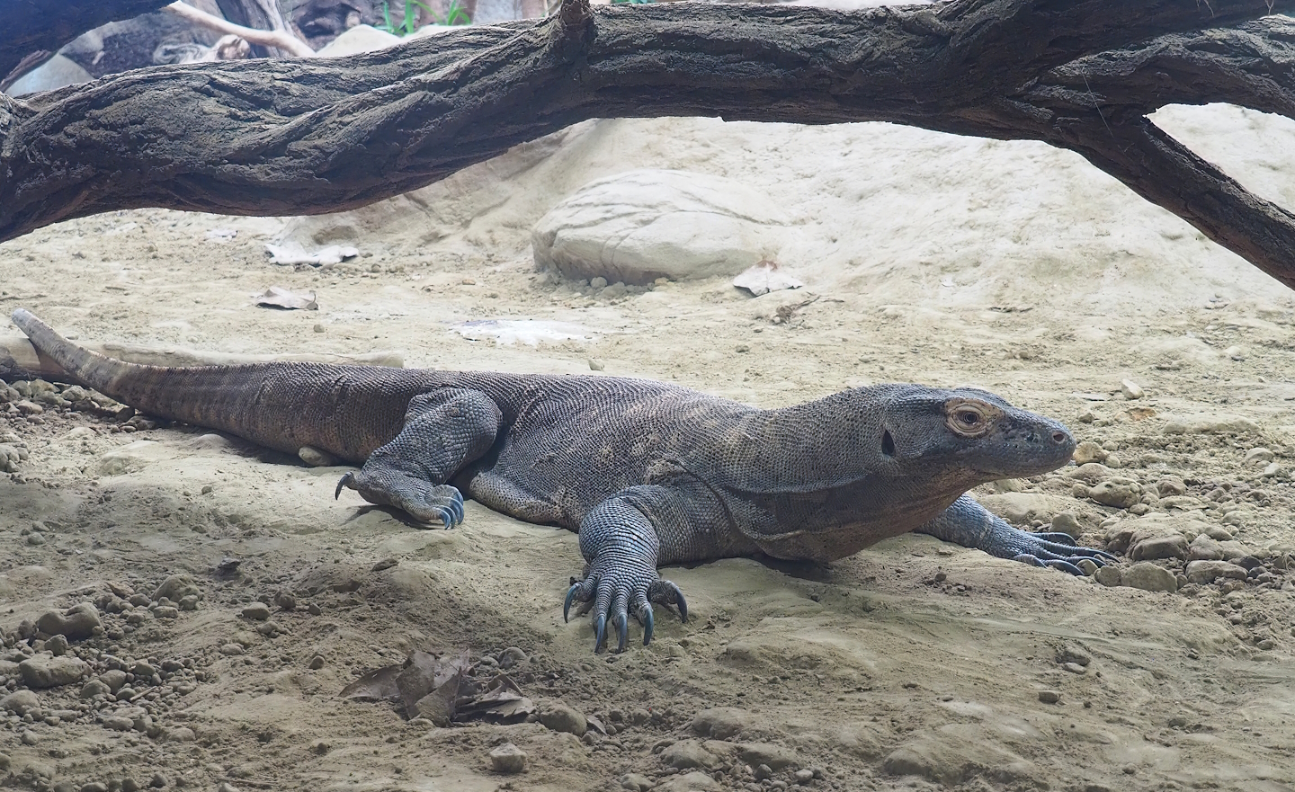 Komodo dragon (Varanus komodoensis), 2022-09-04
