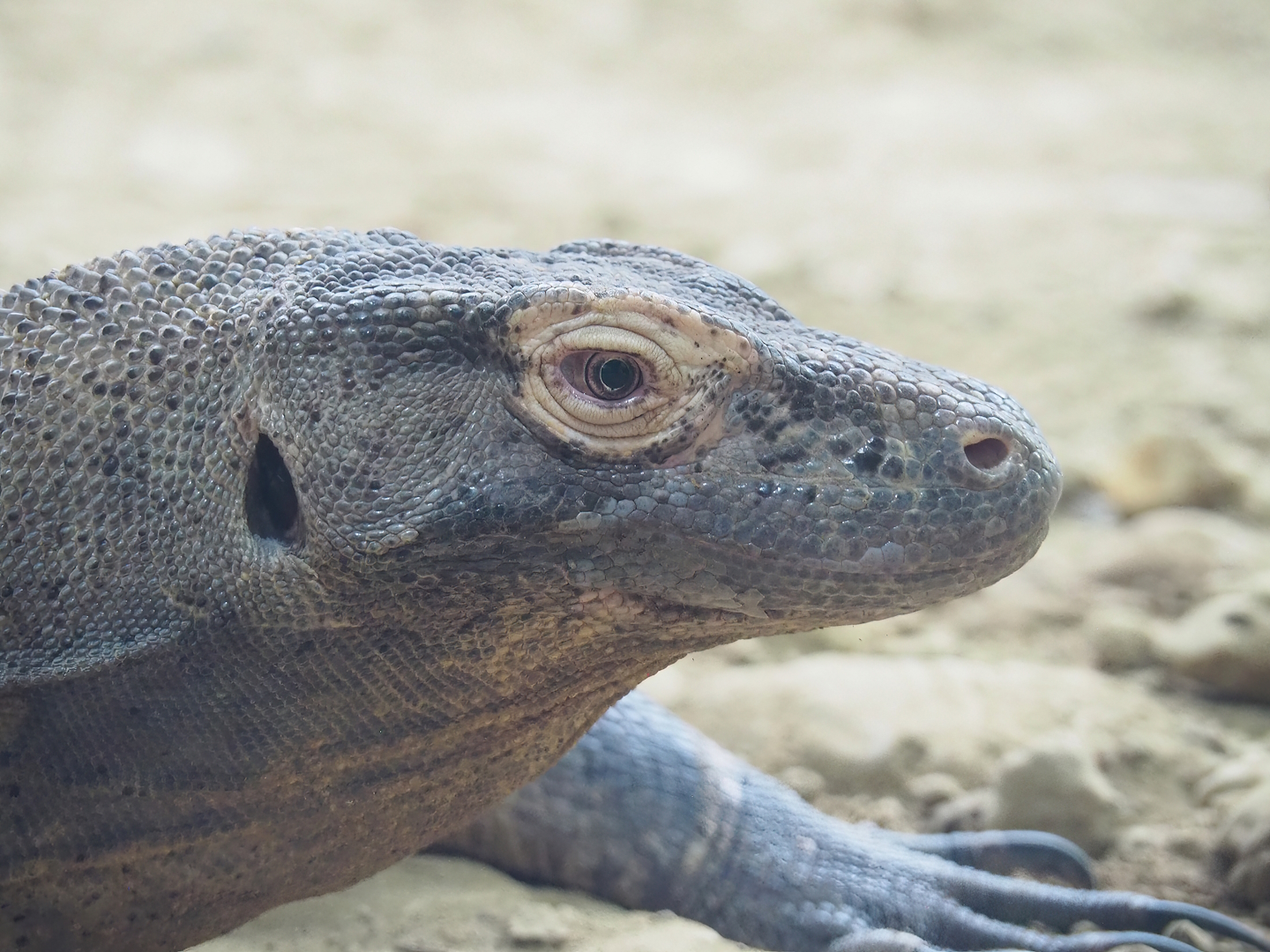 Komodo dragon (Varanus komodoensis), 2022-09-04