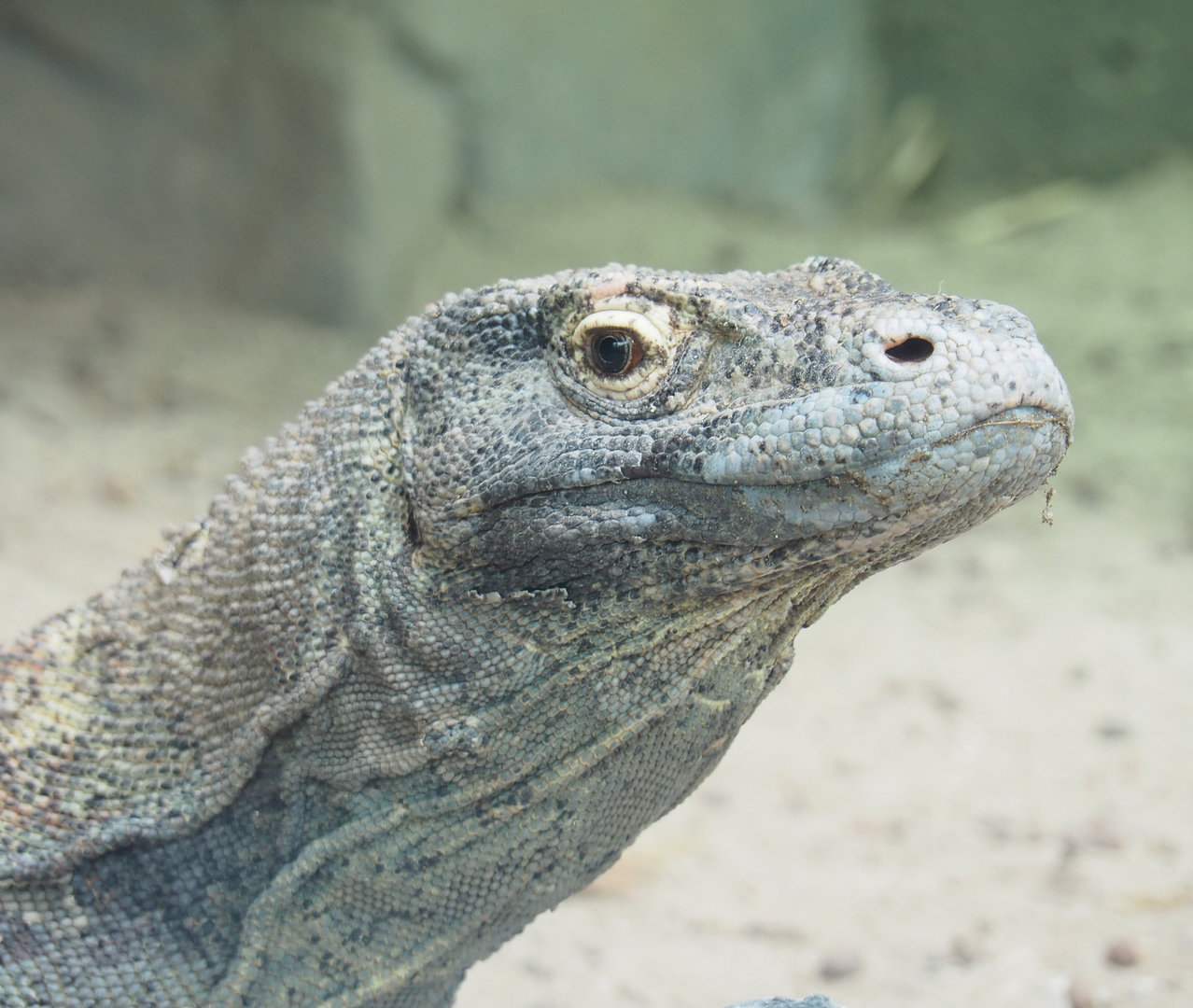Komodo dragon (Varanus komodoensis), 2022-09-15