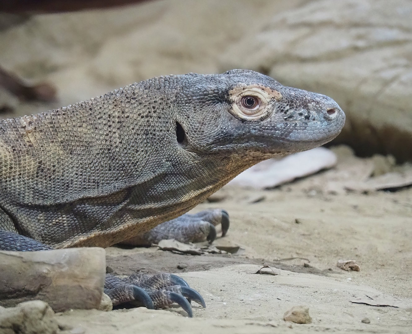 Komodo dragon (Varanus komodoensis), 2022-10-29