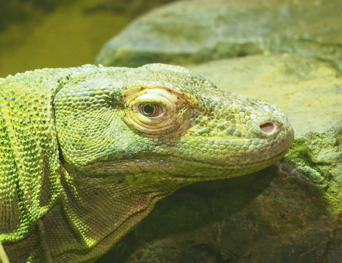 Komodo dragon (Varanus komodoensis), 2023-04-08