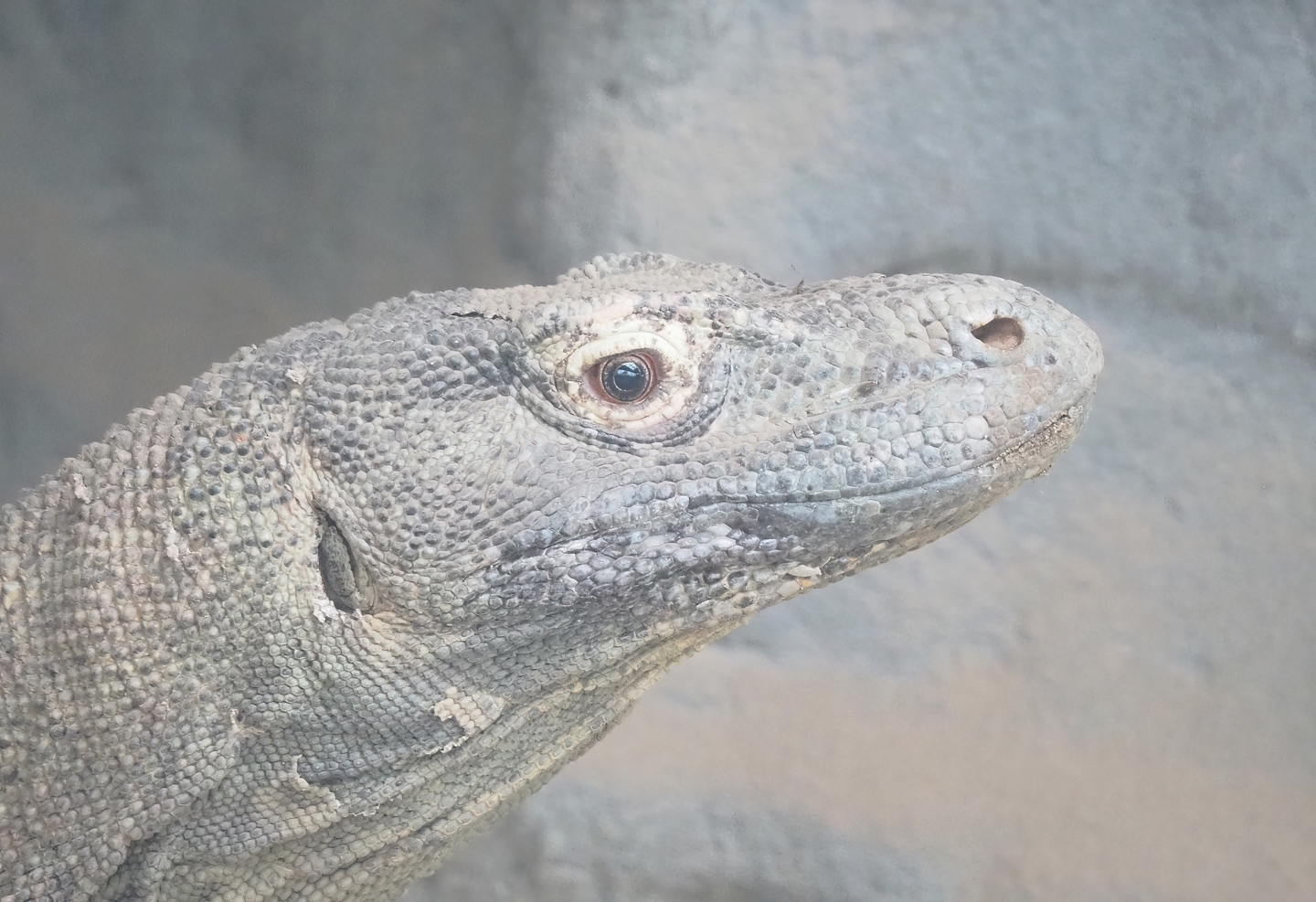 Komodo dragon (Varanus komodoensis), 2023-05-15
