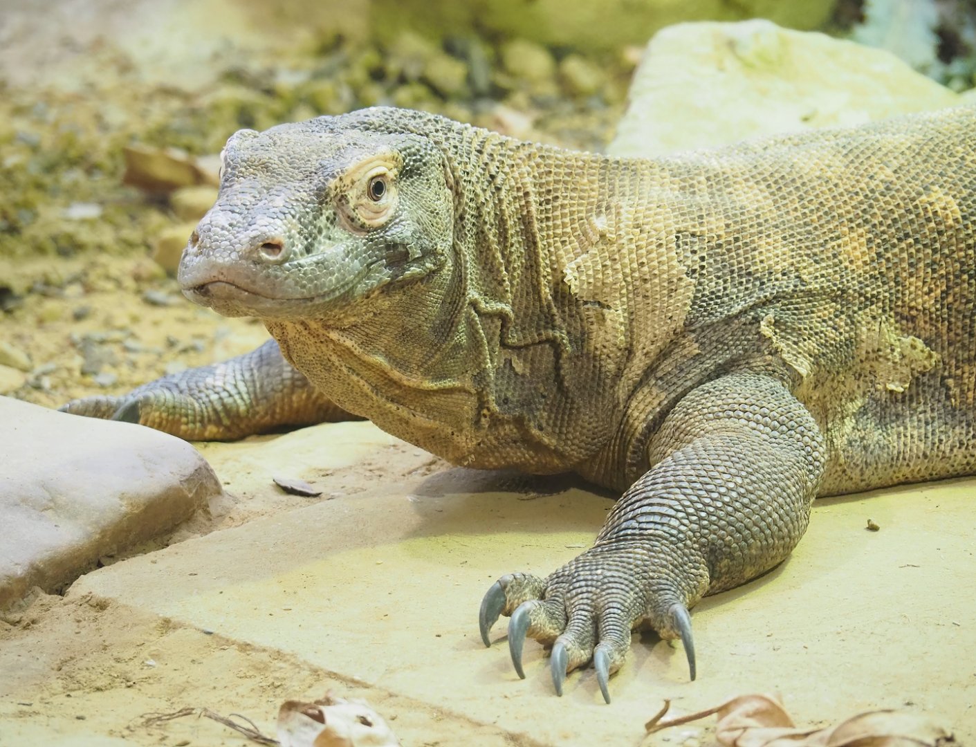 Komodo dragon (Varanus komodoensis), 2023-07-02