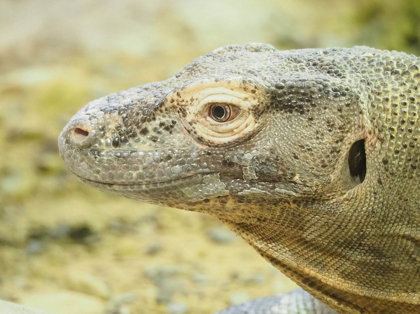 Komodo dragon (Varanus komodoensis), 2023-07-02