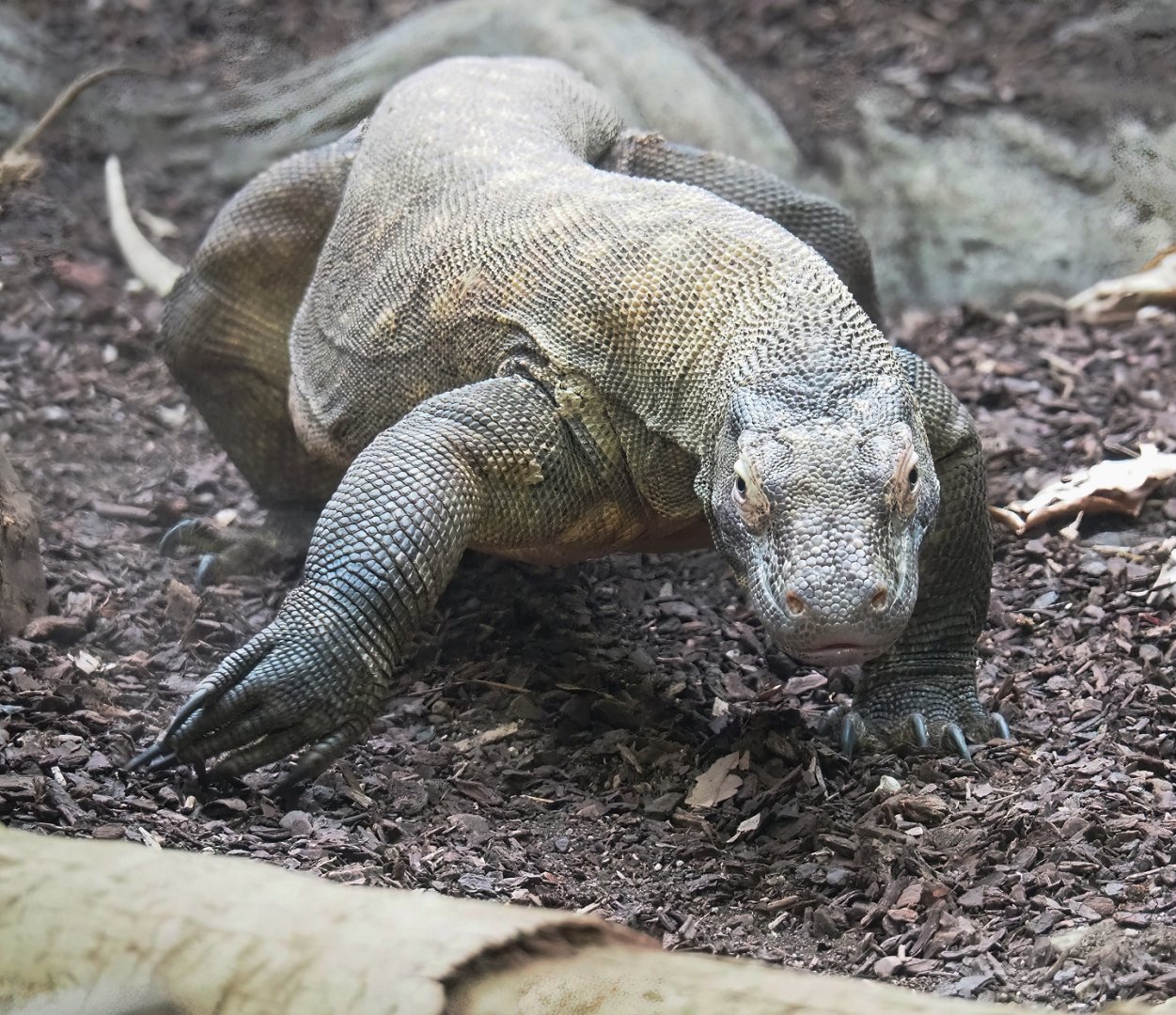 Komodo dragon (Varanus komodoensis), 2023-07-22