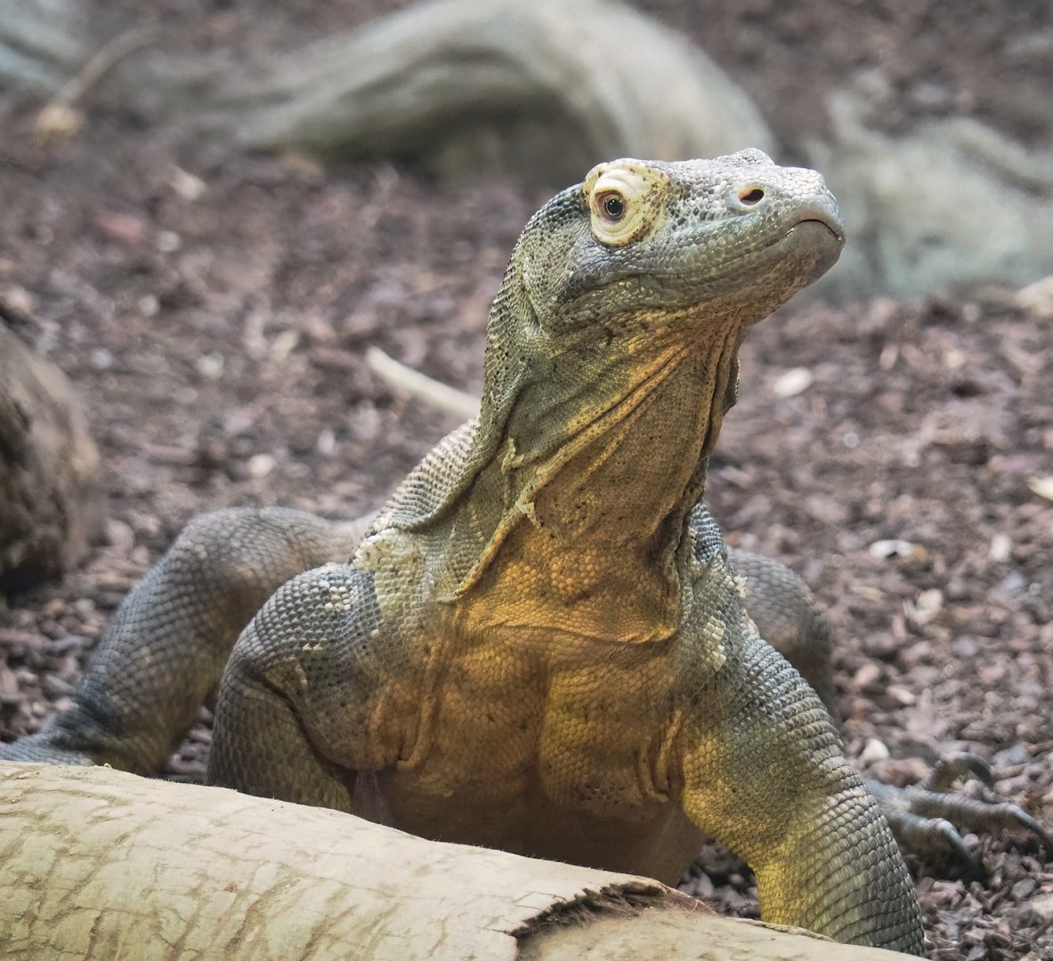 Komodo dragon (Varanus komodoensis), 2023-07-22