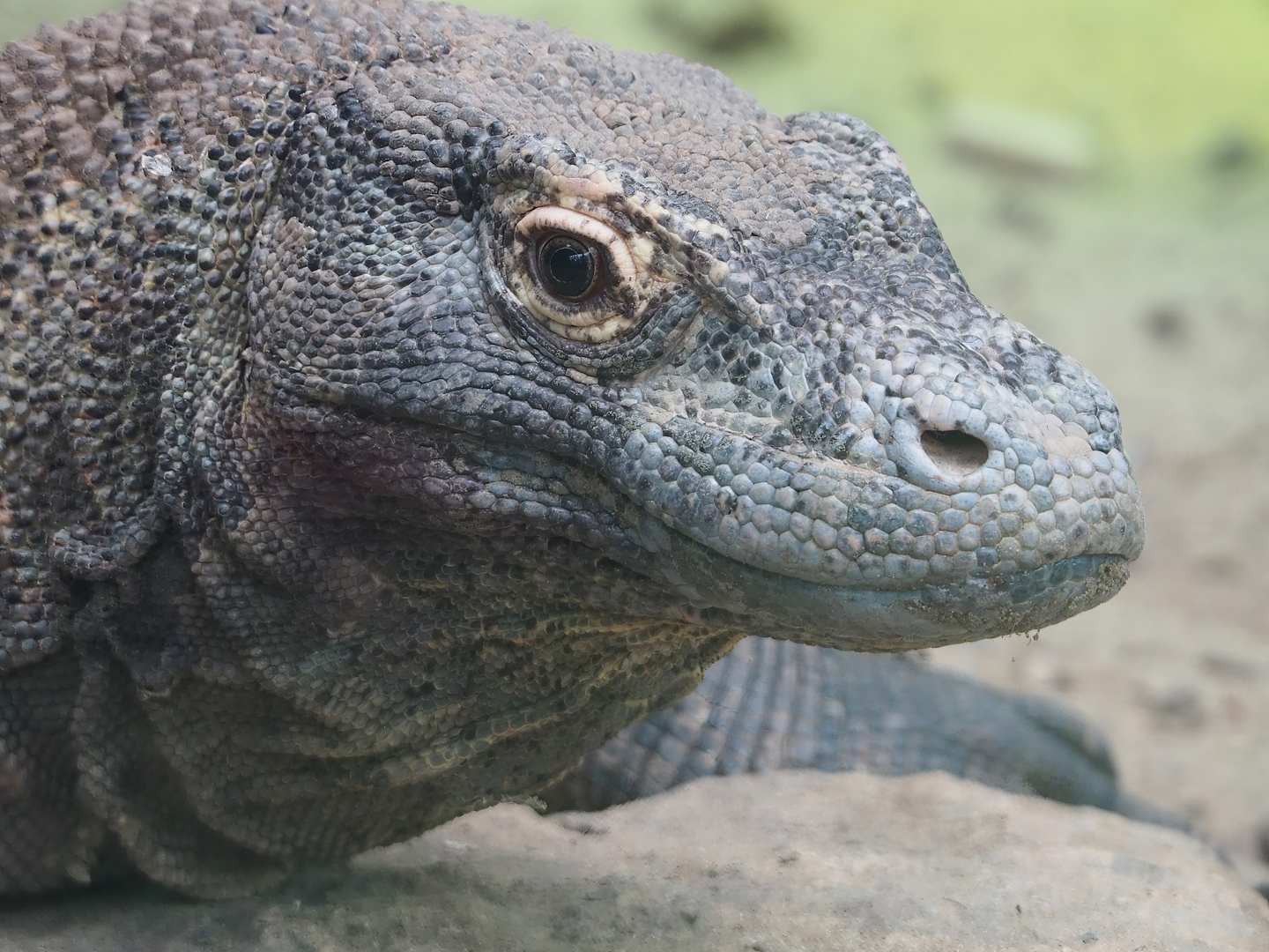 Komodo dragon (Varanus komodoensis), 2023-10-13