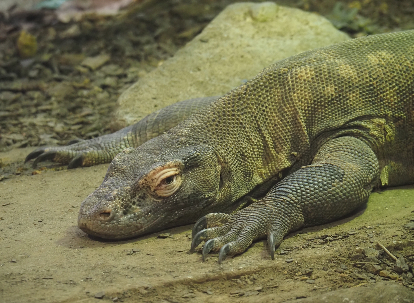 Komodo dragon (Varanus komodoensis), 2024-03-09