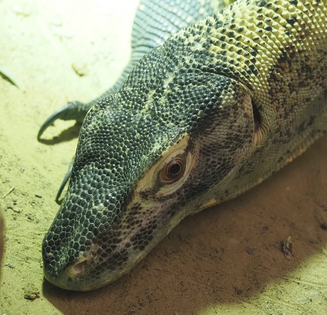 Komodo dragon (Varanus komodoensis), 2024-06-30