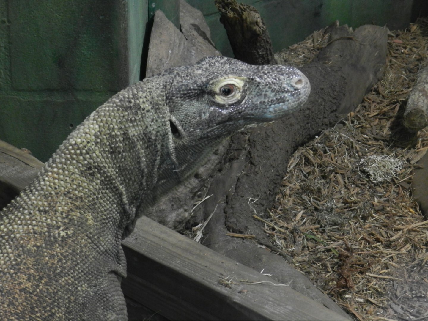 Komodo Dragon (Varanus komodoensis) at Disney's Animal Kingdom Park