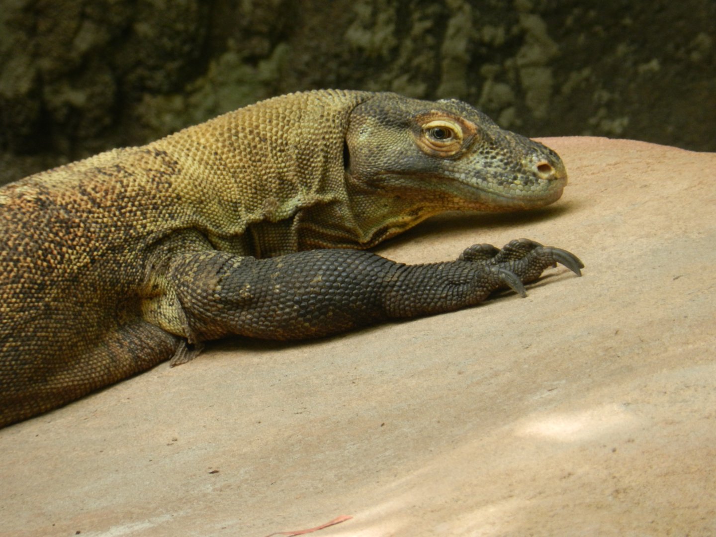 Komodo Dragon (Varanus komodoensis) at Disney's Animal Kingdom Park