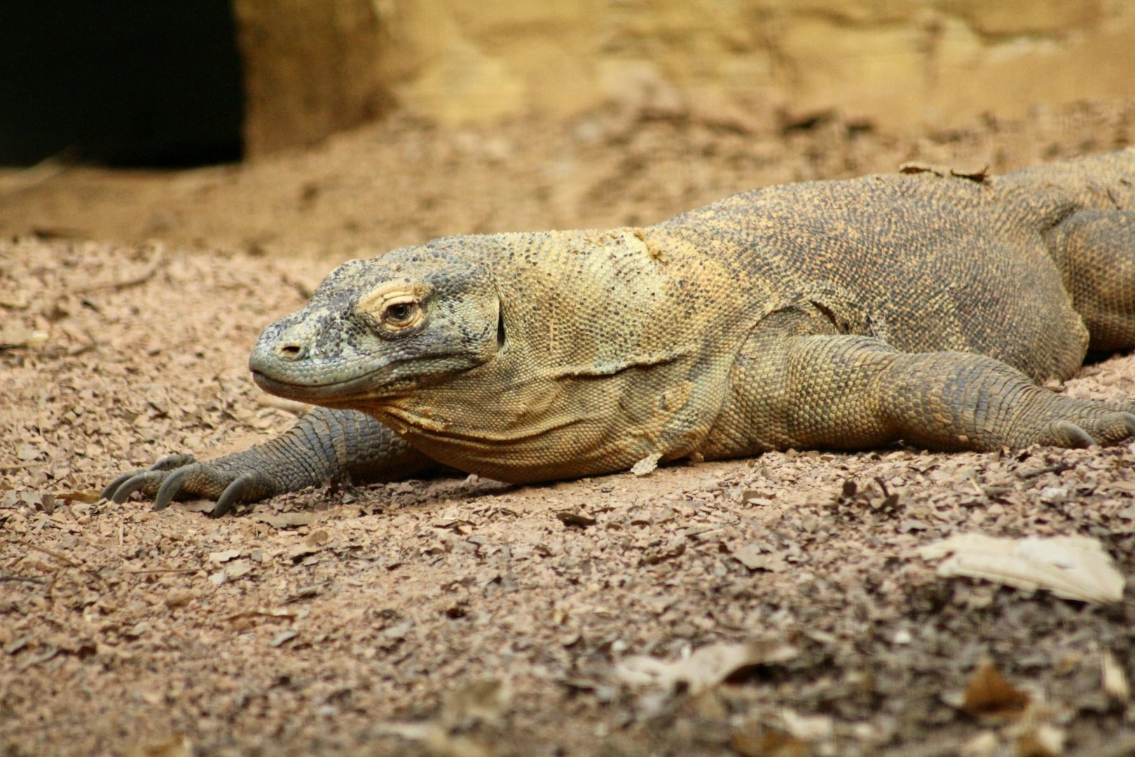 Komodo dragon (Varanus komodoensis) at London Zoo, April 2024
