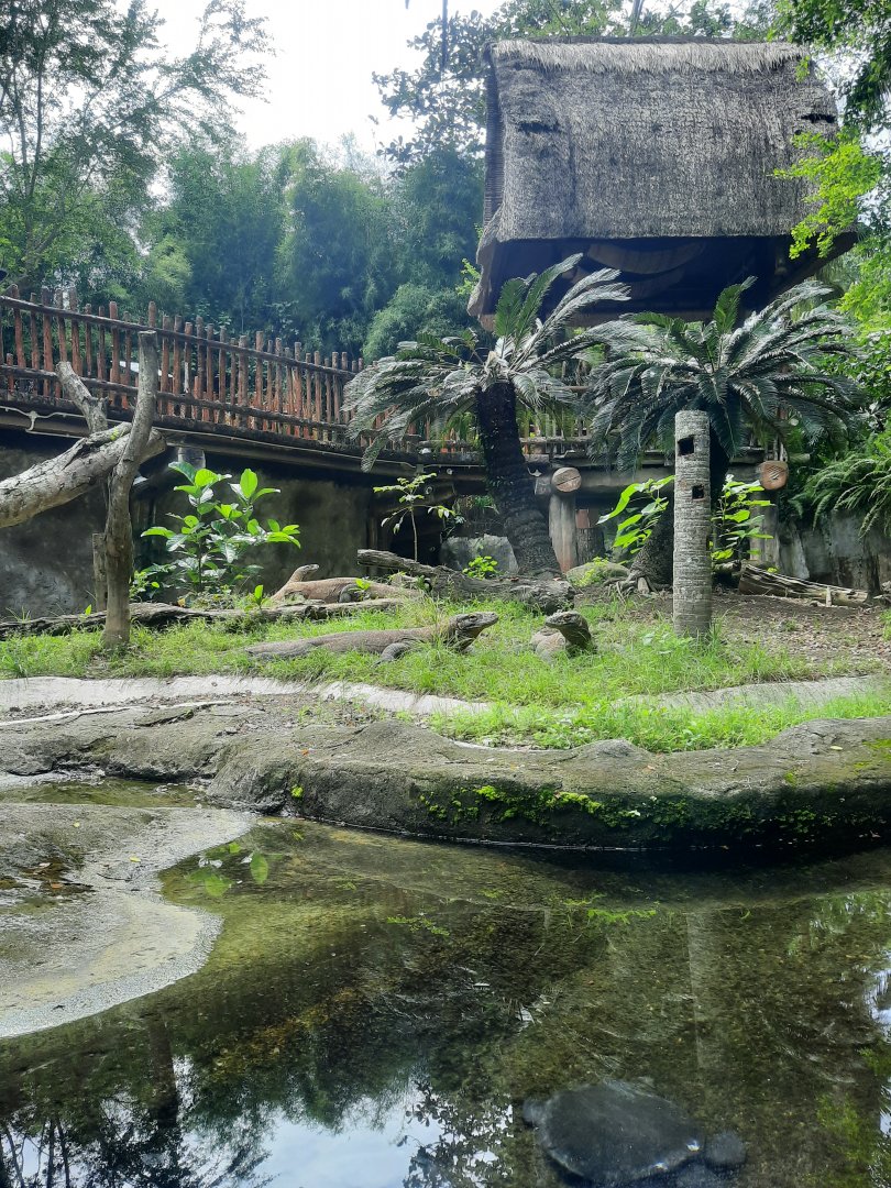komodo dragon (varanus komodoensis) exhibit