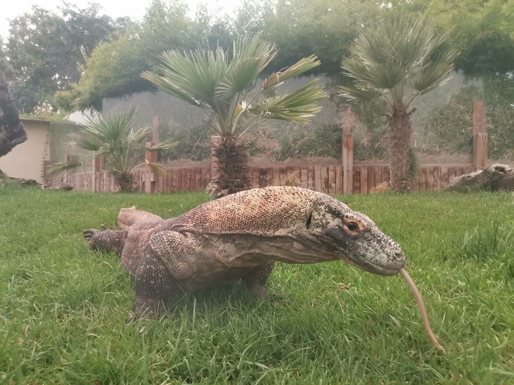 Komodo Dragon / Varanus komodoensis / Faunia / Madrid / Outdoor Enclosure