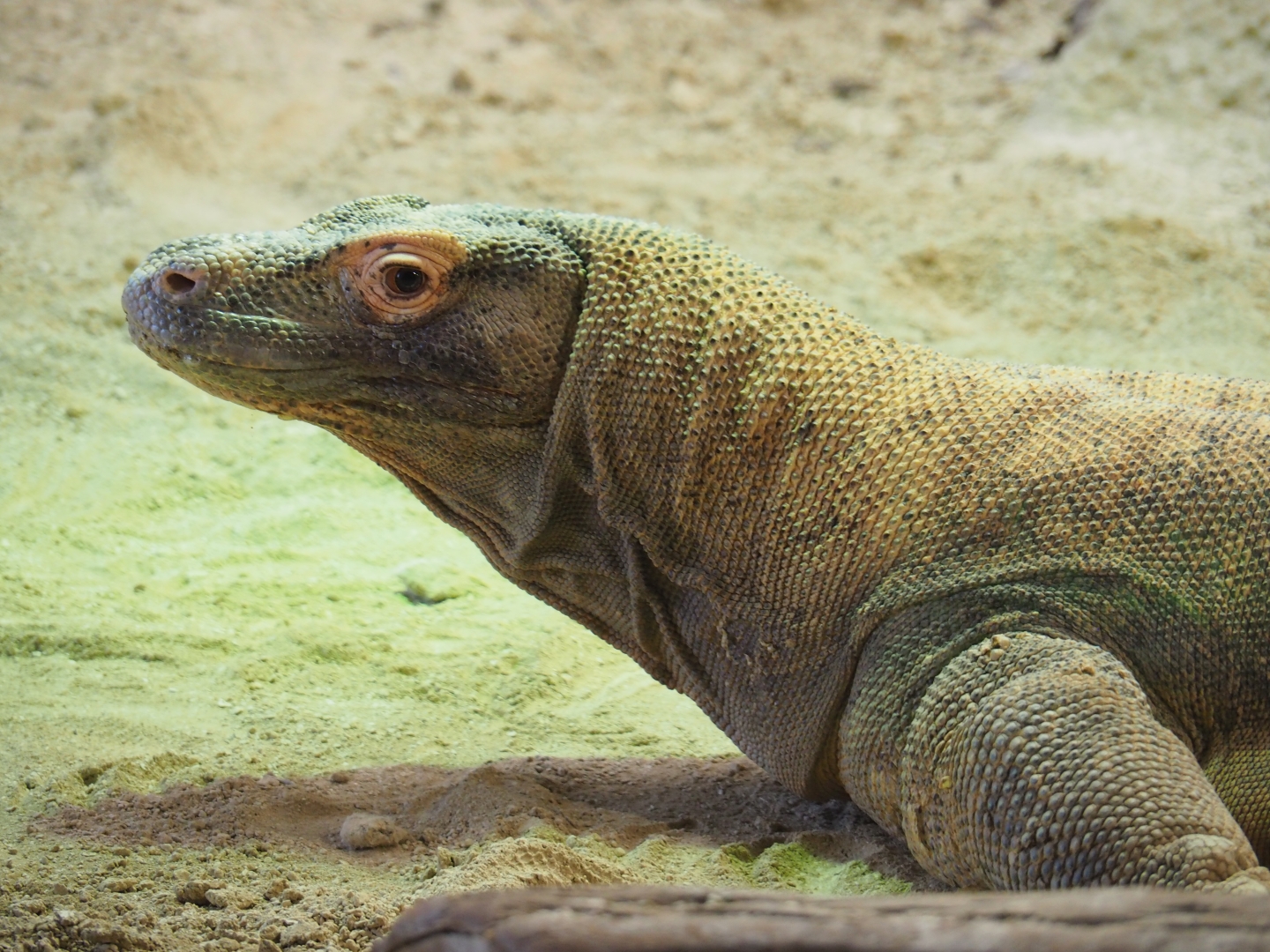 Komodo dragon (Varanus komodoensis), Feb 27th, 2019