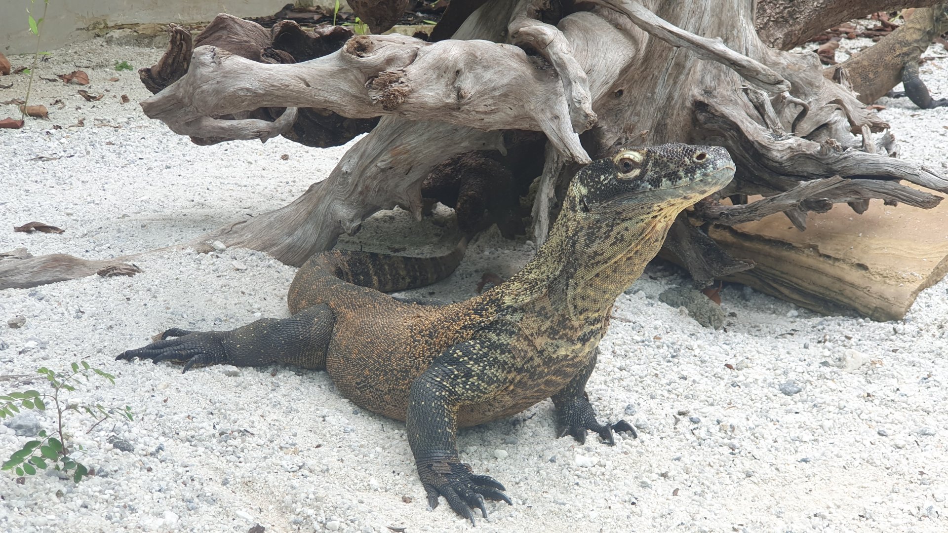 Komodo Dragon (Varanus komodoensis) - Museum Komodo